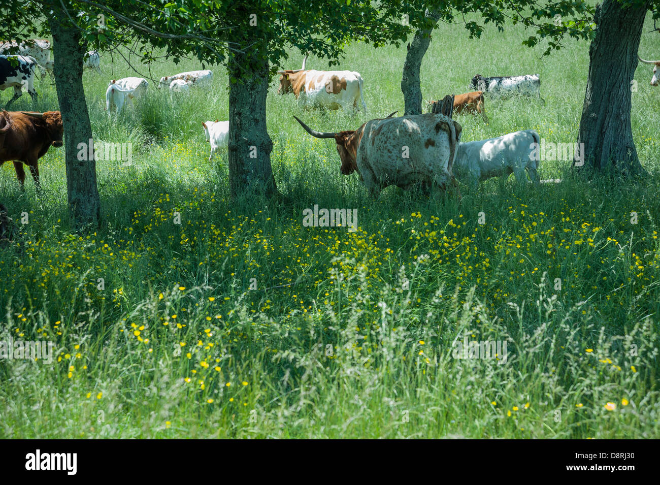 Longhorn-Rinder in üppigen Feldern Frühling spät in Cane Creek Valley, Fletcher (in der Nähe von Asheville), North Carolina, USA. Stockfoto