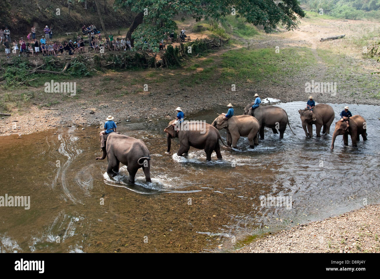 Elefanten führen im Chiang Dao Elephant Camp in Chiang Mai, Thailand. Stockfoto