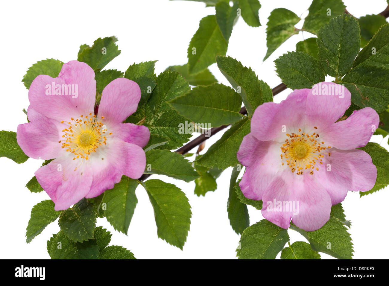 Filiale Briar rose mit entwickelten rosa Blume Stockfoto