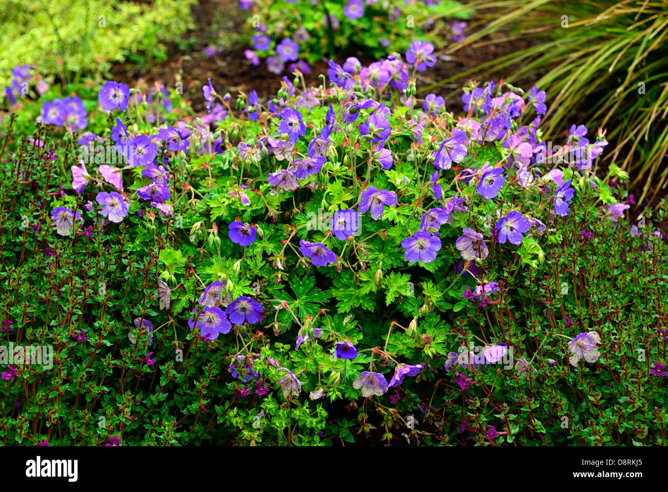 Geranium Rozanne Storchschnabel Blumen Stauden blau lila Pflanze ...