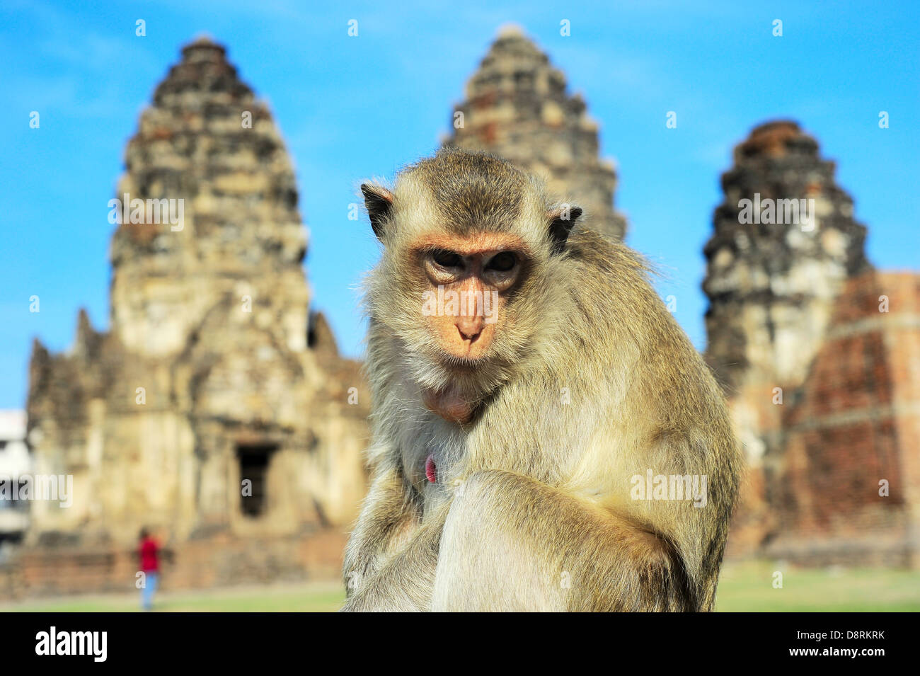 Closeup Portrait eines Affen vor Prang Sam Yot, die Khmer-Tempel in Lopburi Stockfoto
