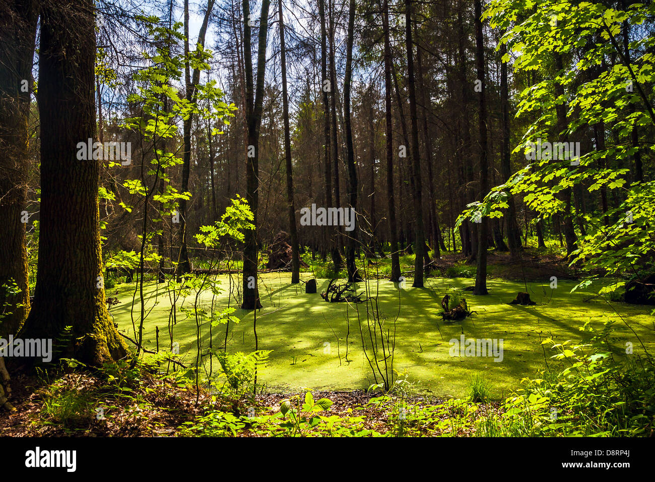 Blick auf den Sumpf im Wald im Sommer Stockfoto