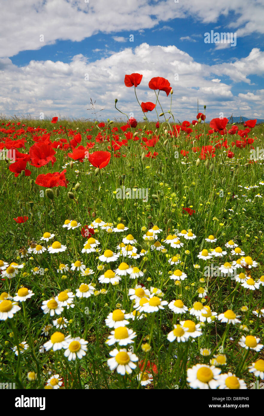 Mohnfeld Stockfoto