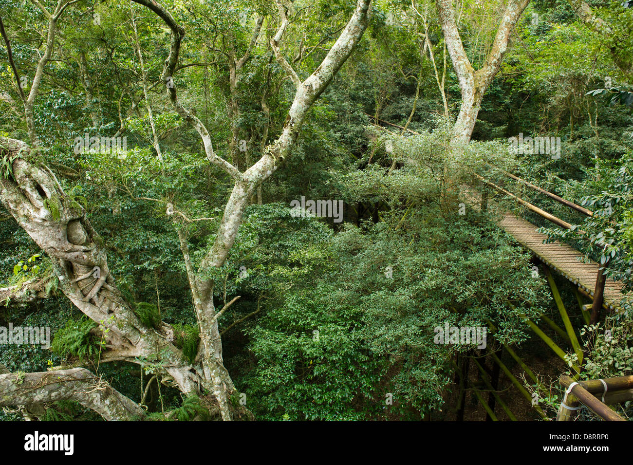 Dlinza Forest Aerial Boardwalk Eshowe, Südafrika Stockfoto