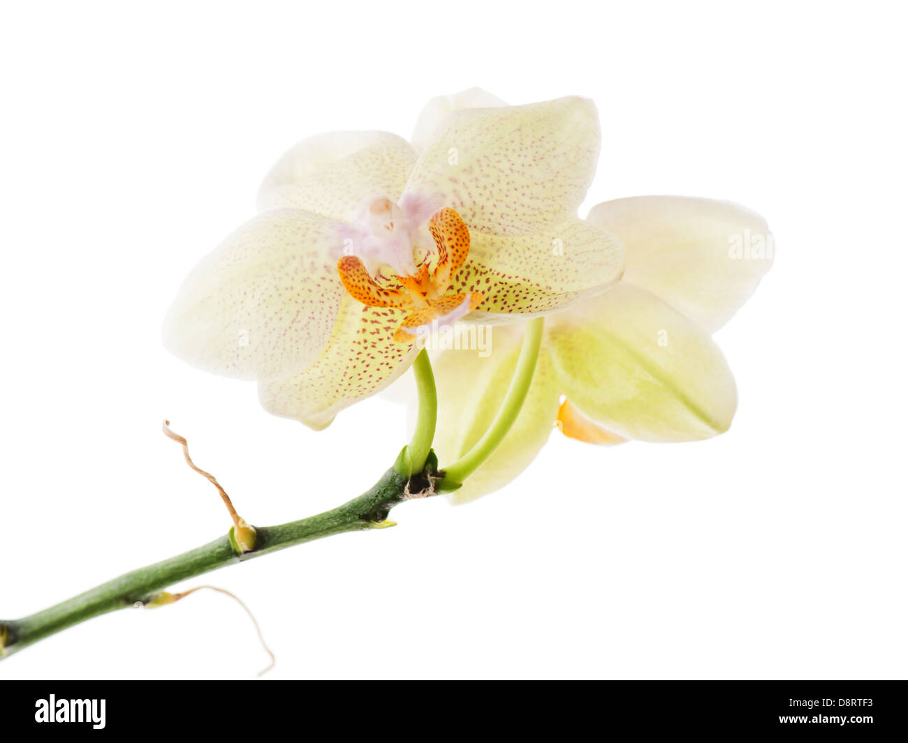 Orchidee Anordnung Herzstück isoliert auf weißem Hintergrund. Stockfoto