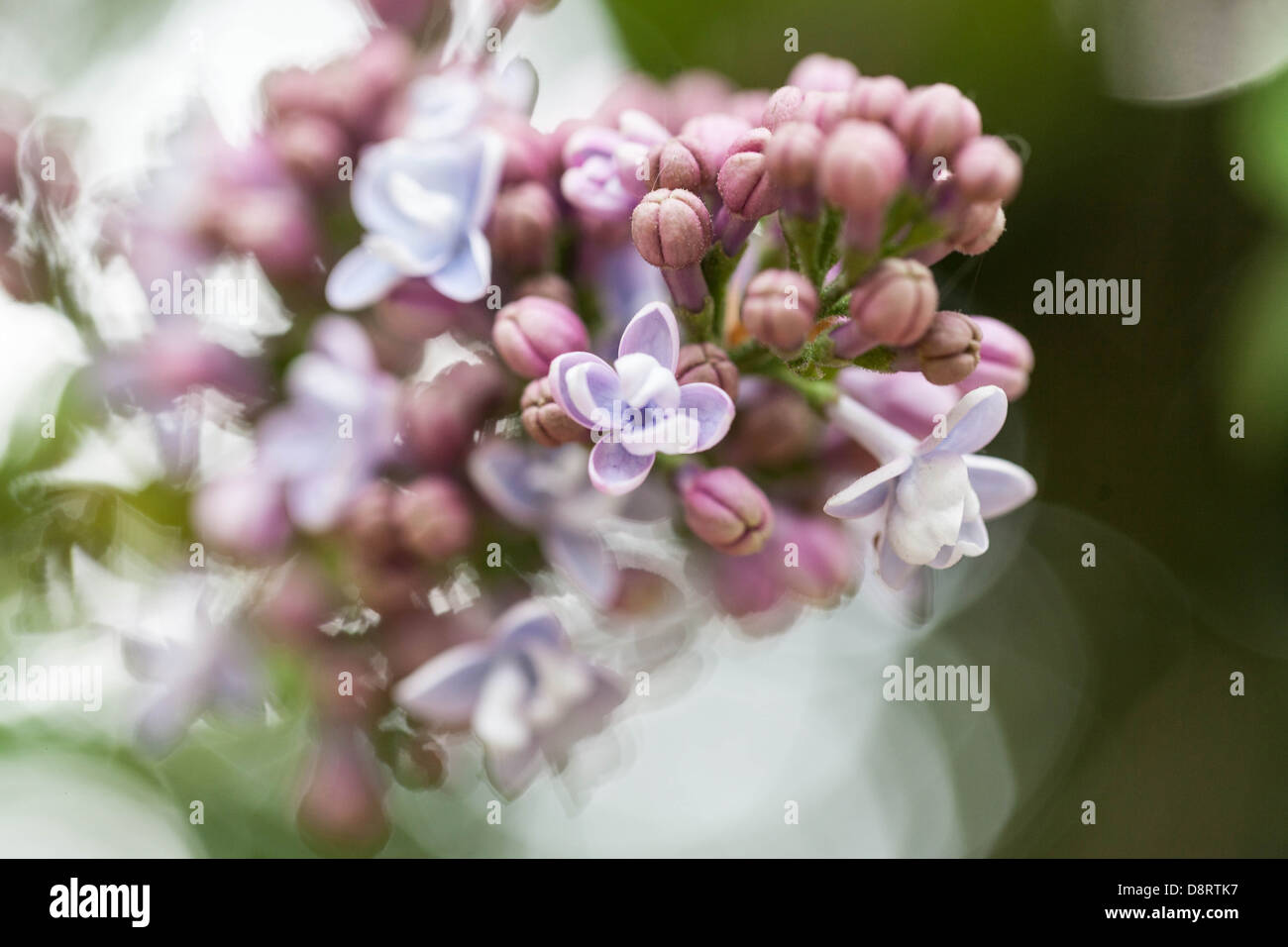 Syringa vulgaris Knospen Stockfoto