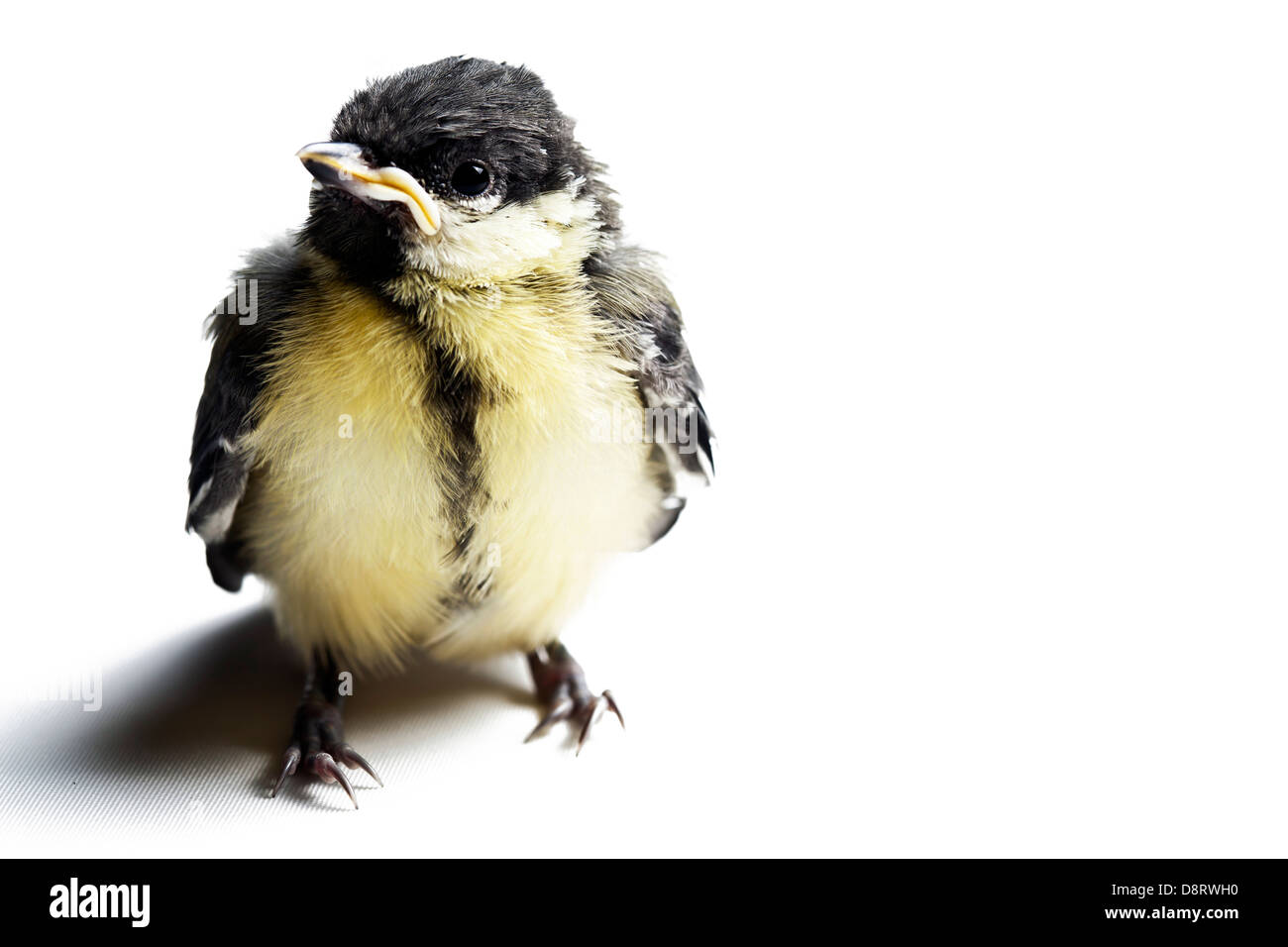 kleine Vogel Fotostudio erschossen Stockfoto