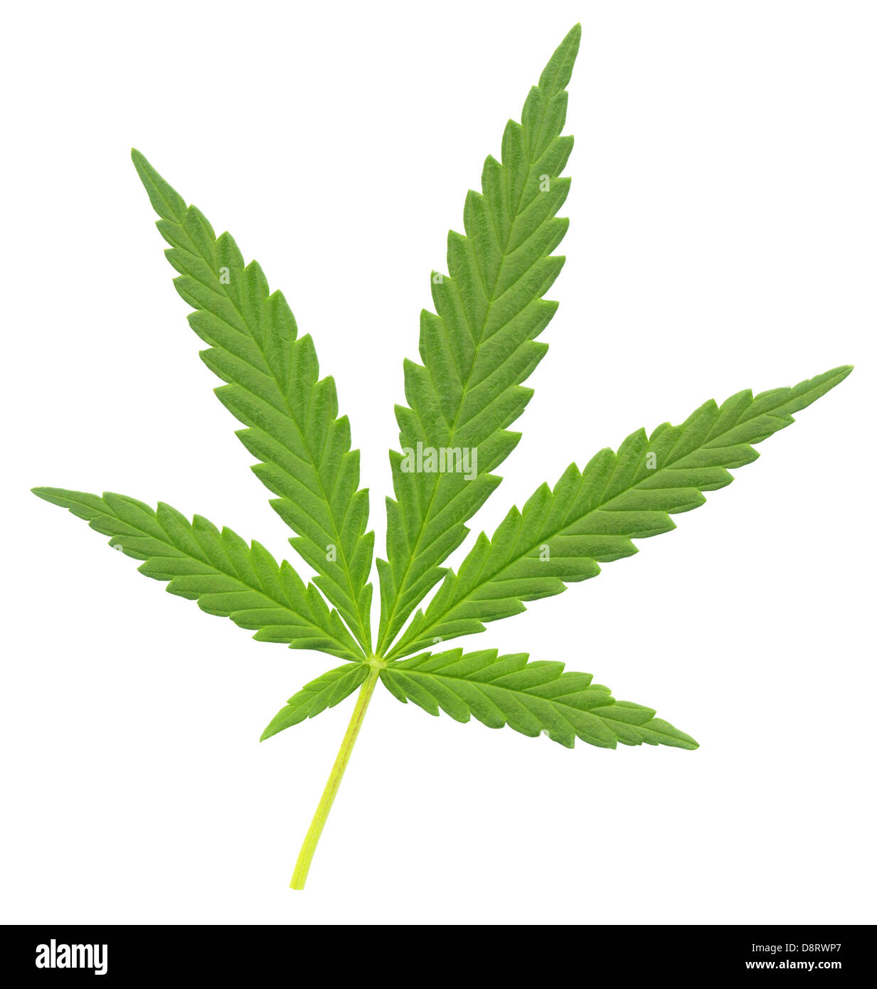 Cannabisblatt Stockfoto