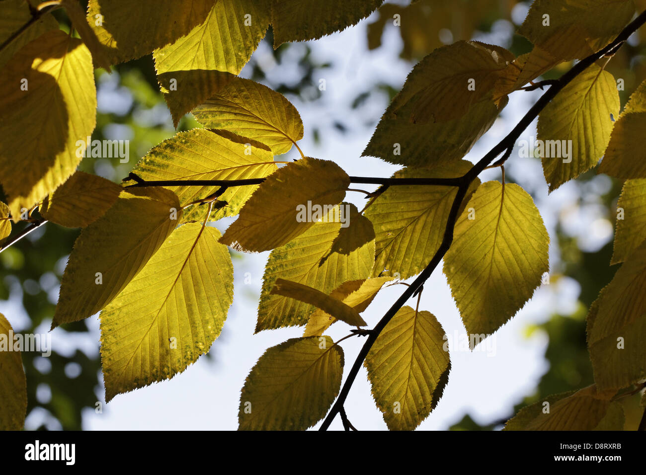 Betula Lenta, Sweet Birch, schwarze Birke Stockfoto