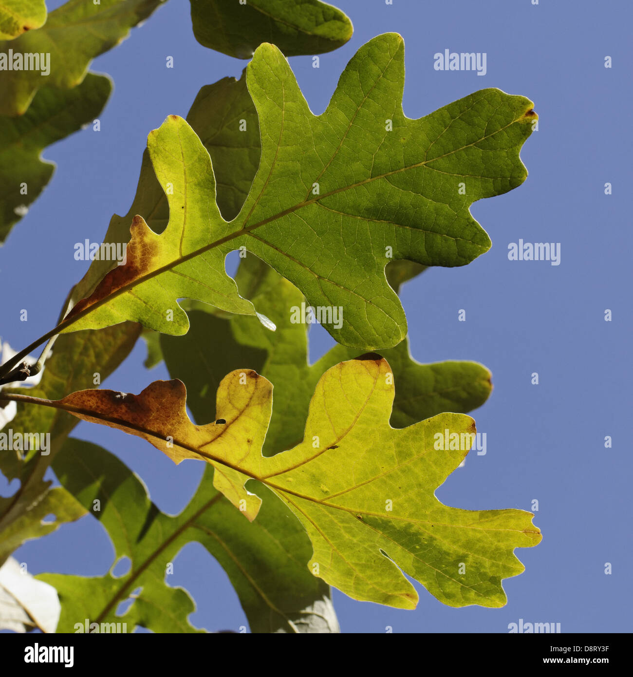 Quercus Alba, White Oak im Herbst Stockfoto