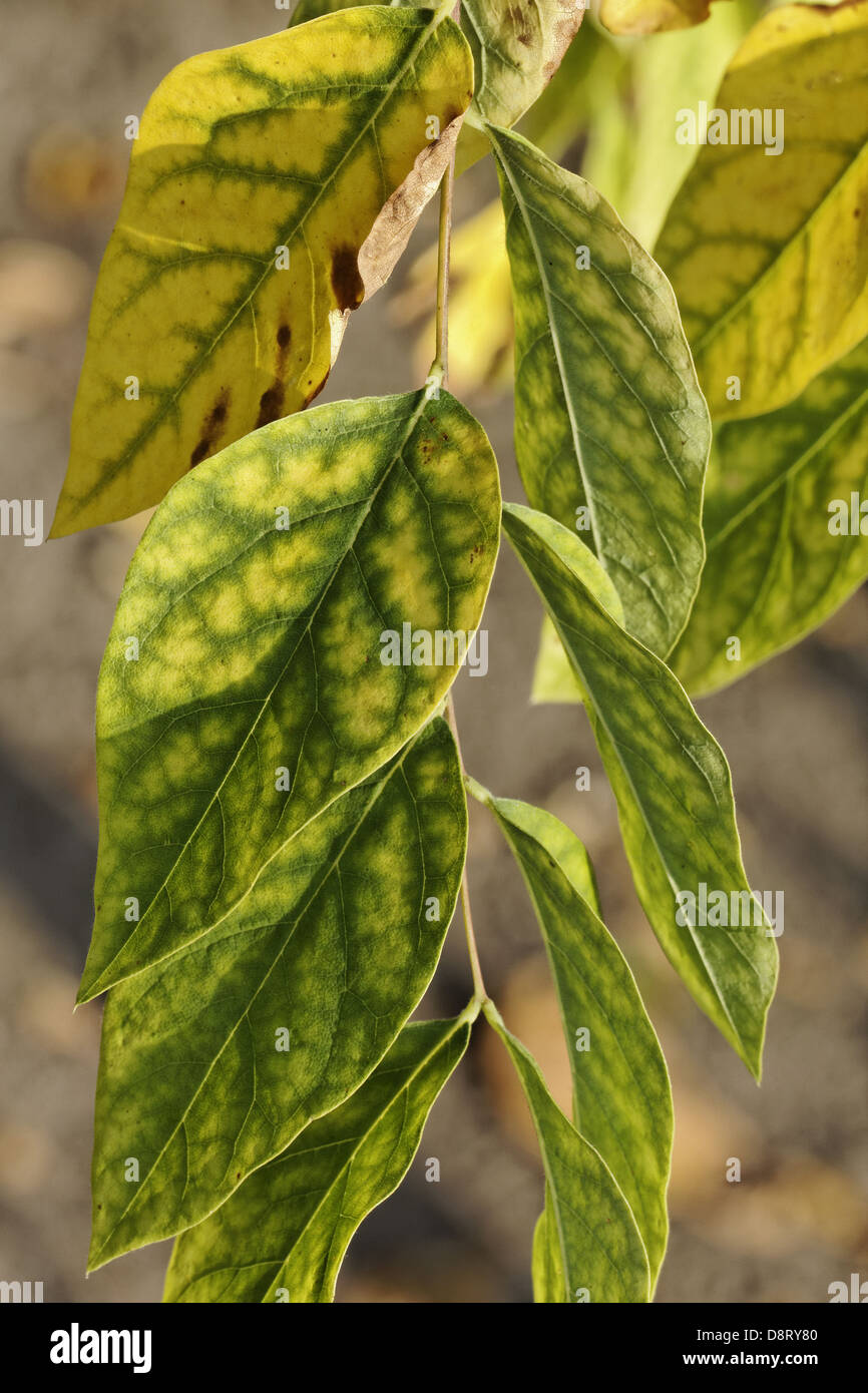 Gymnocladus Dioicus, Kentucky Coffeetree Stockfoto