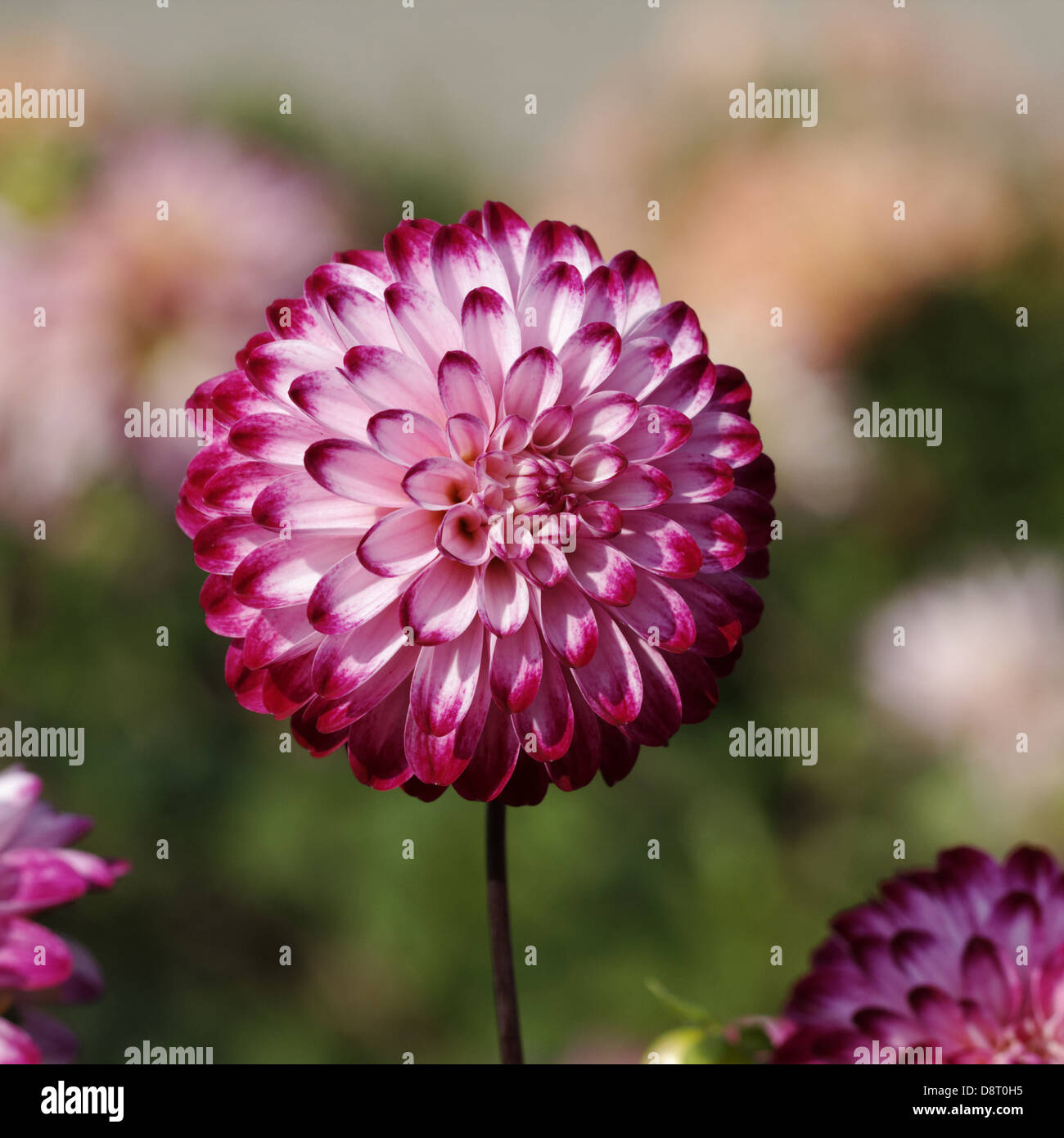 Dahlie 'Wenig Robert' Pompon Dahlie Stockfoto