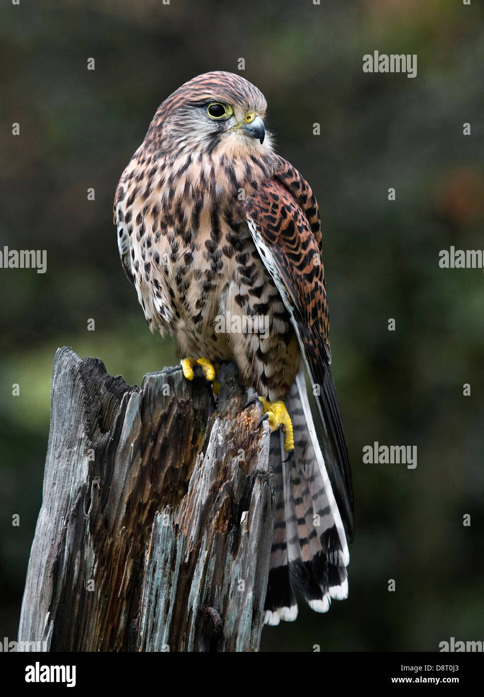 Ein Turmfalke auf ein Tor Umfragen Posten den Horizont für potentielle Beute. Stockfoto
