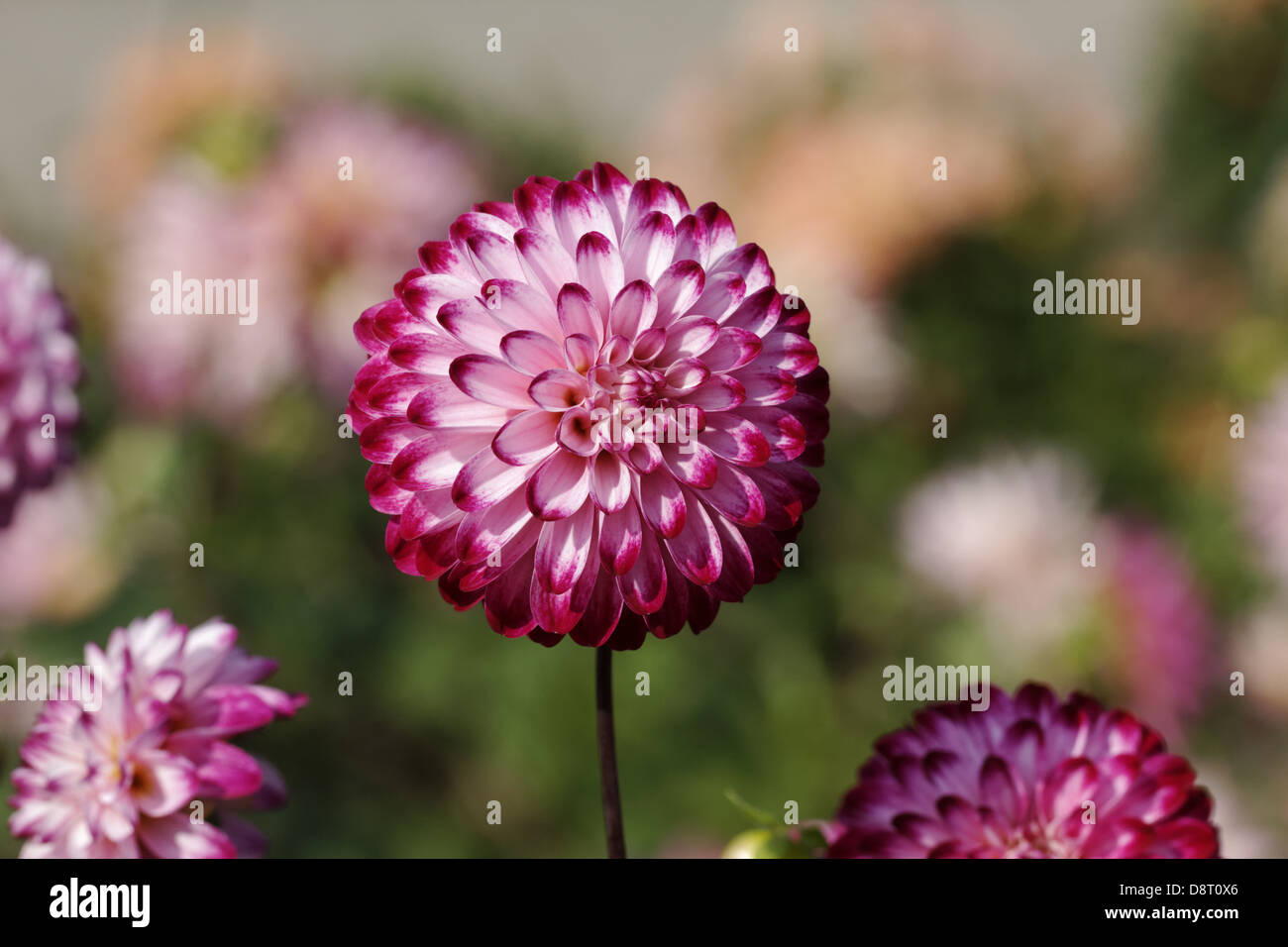 Dahlie 'Wenig Robert' Pompon Dahlie Stockfoto