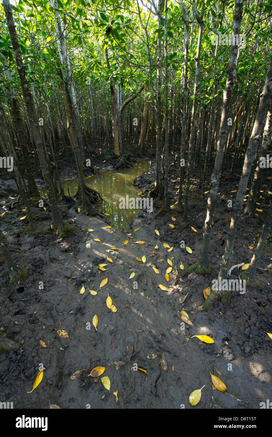 Mangrovensumpf, Umlalazi Naturschutzgebiet Mtunzini, Südafrika Stockfoto