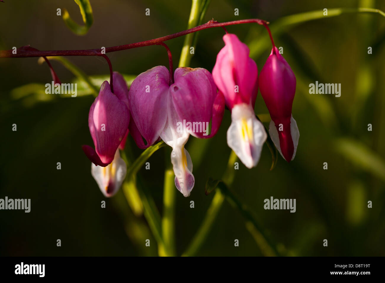 Die wunderschöne Nahaufnahme Dicentra spectabilis blüht in einem ruhigen Frühlingsgarten in der Bretagne, Frankreich Stockfoto