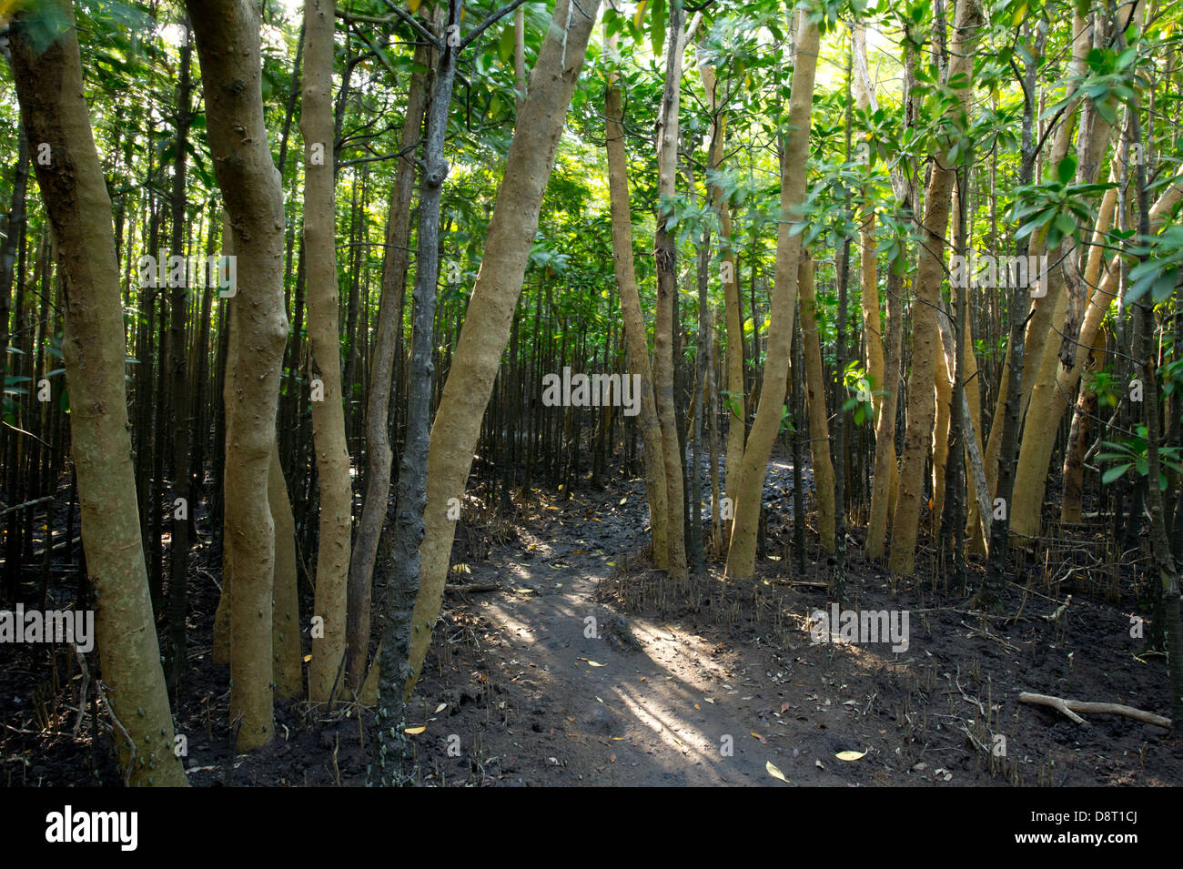 Mangrovensumpf, Umlalazi Naturschutzgebiet Mtunzini, Südafrika Stockfoto
