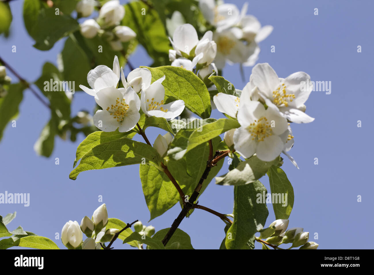 Philadelphus Lewisii, Lewis Mock-orange Stockfoto