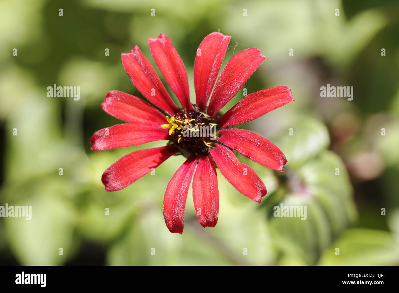 Zinnia Peruviana, peruanische Zinnie Stockfoto