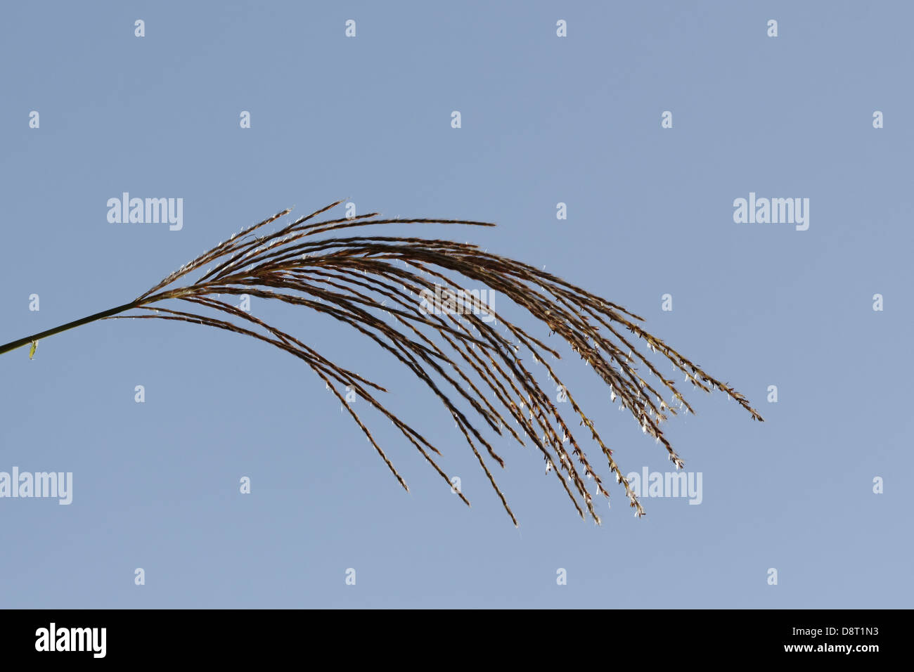 Miscanthus sinensis, Chinesische silber Gras Stockfoto