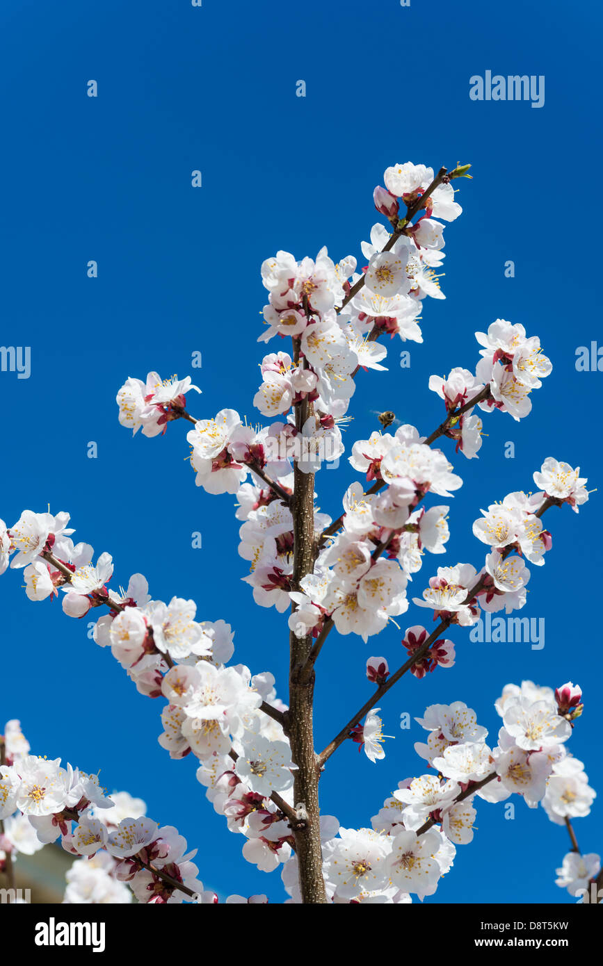 Blüten: weiß blühenden Apfel Baum Ast, klaren, blauen Himmel im Hintergrund Stockfoto