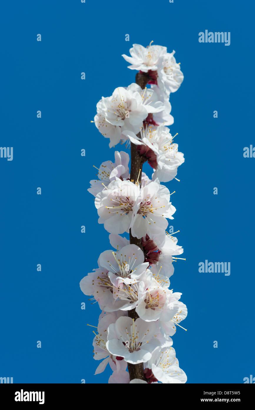 Blüten: weiß blühenden Apfel Baum Ast, klaren, blauen Himmel im Hintergrund Stockfoto