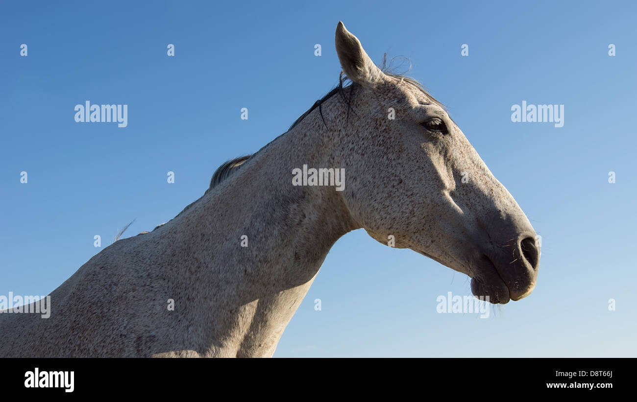 Graues Pferd in West-Texas. Stockfoto