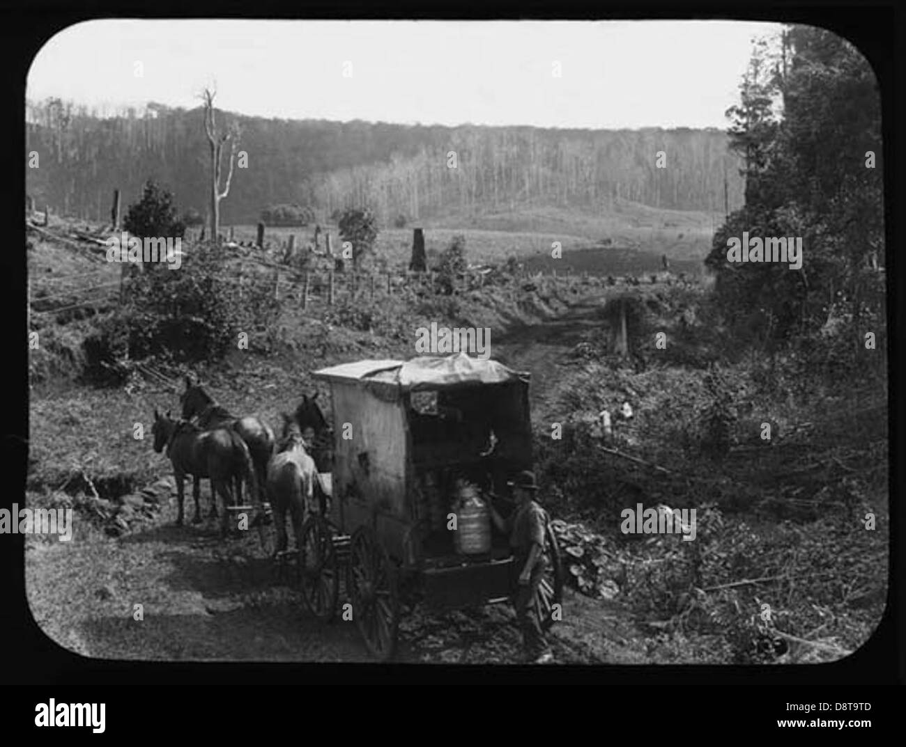 Ein Schwarzweiß-Foto, das einen Pferdemilchwagen in Mullumbimby, New South Wales, zeigt, ein klassisches Bild des ländlichen Lebens im frühen 20. Jahrhundert. Dieser Wagen, der für lokale Milchlieferungen verwendet wird, ist Teil der reichen landwirtschaftlichen Geschichte der Region. Das Bild zeigt die Mischung aus Tradition und Alltag im ländlichen Australien während dieser Zeit. Stockfoto