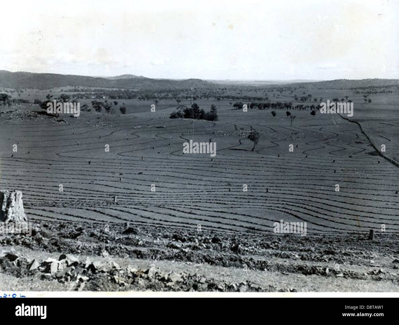 Dieses historische Schwarzweiß-Foto zeigt Weidefurchen in Wellington, New South Wales, und bietet einen Einblick in die ländlichen landwirtschaftlichen Praktiken in der Region. Stockfoto