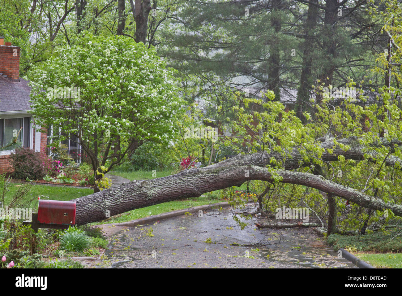 Ein Eichen-Baum fällt auf einer Quartierstrasse wegen eines Sturms Stockfoto