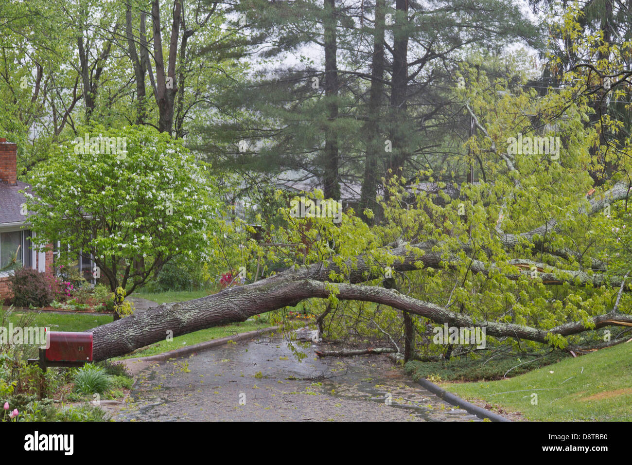 Ein Sturm verursacht, Phaseneiche Großbaum in einer Quartierstrasse fallen Stockfoto
