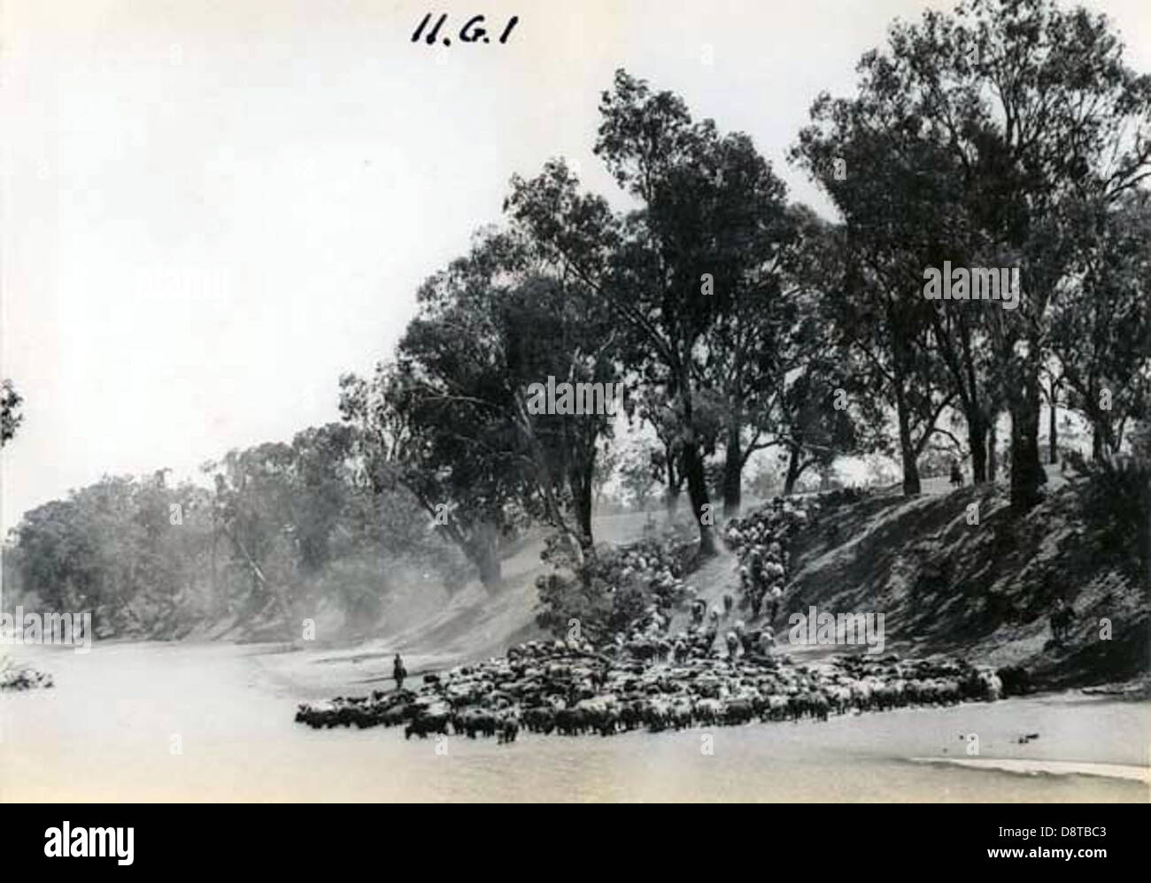 Ein Schwarzweiß-Foto, das Rinder zeigt, die entlang des MacIntyre River in New South Wales fuhren und die traditionelle Praxis des Viehtransportes in Australiens ländlichen Regionen festgehalten hat. Stockfoto
