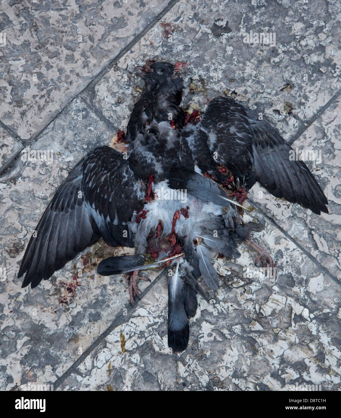 Tote Taube auf Asphalt, Altstadt, Bari, Apulien, Italien Stockfoto