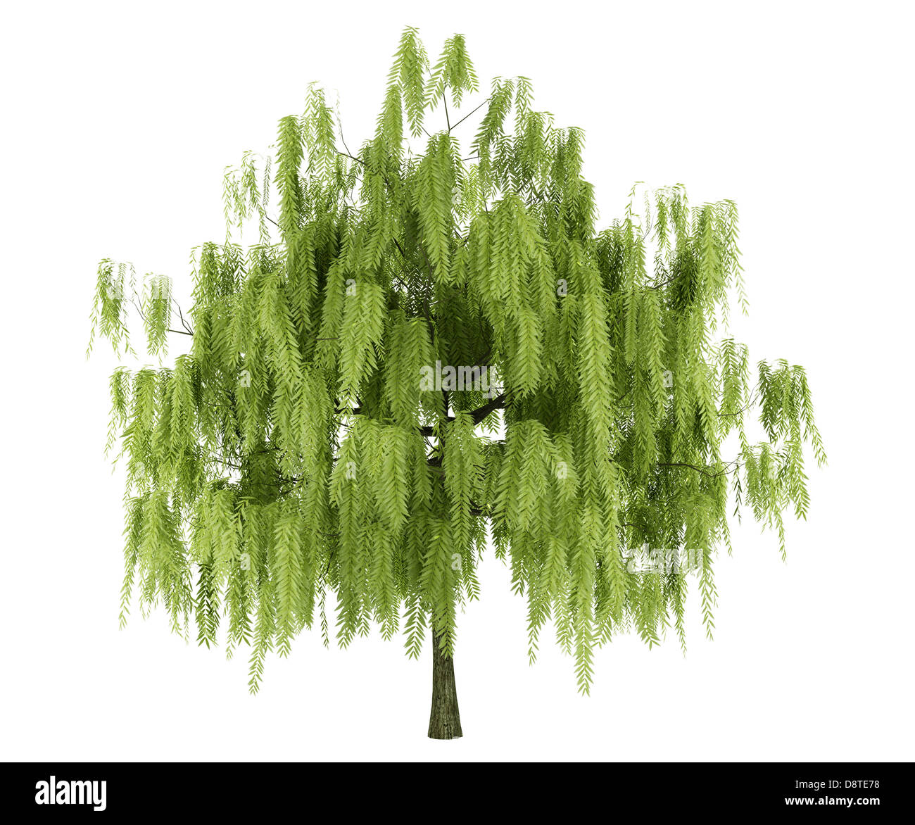 Weidenbaum isoliert auf weißem Hintergrund Stockfoto