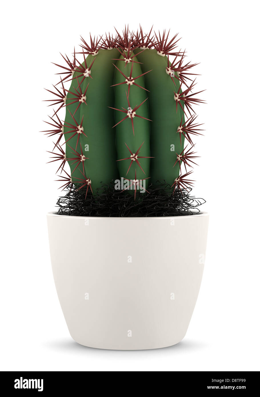 Kaktus im Topf isoliert auf weißem Hintergrund Stockfoto