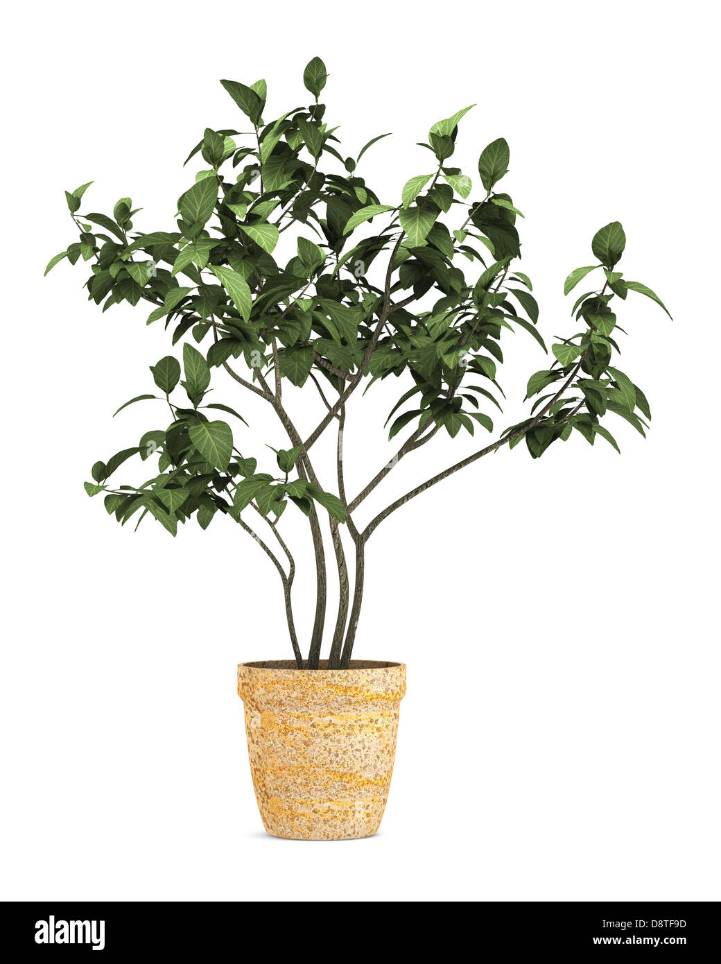dekorative Pflanze im Topf, isoliert auf weiss Stockfoto