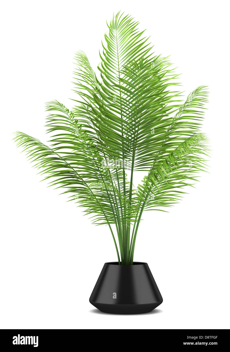 Palme im schwarzen Topf isoliert auf weiss Stockfoto