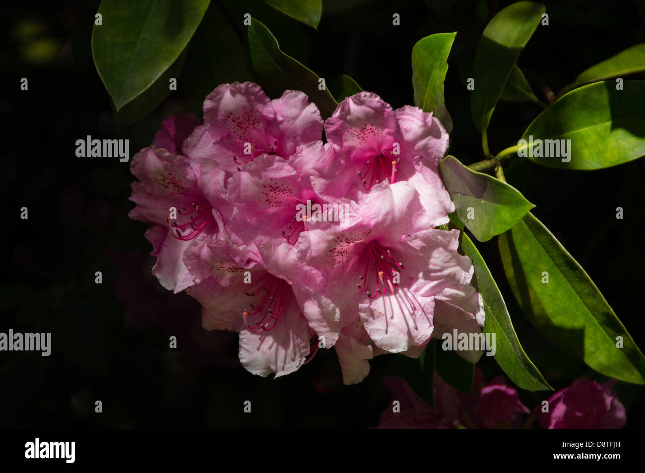 Gärten von Holyrood Palace und Abtei, Edinburgh. Rosa Azalee. Stockfoto