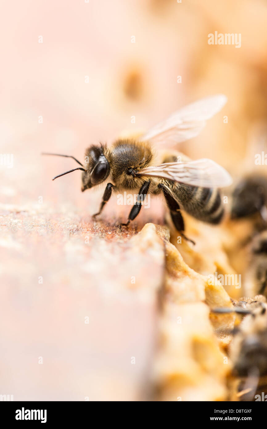 Honigbiene (Apis Mellifera) auf geöffnete Bienenstock. Closeup Stockfoto