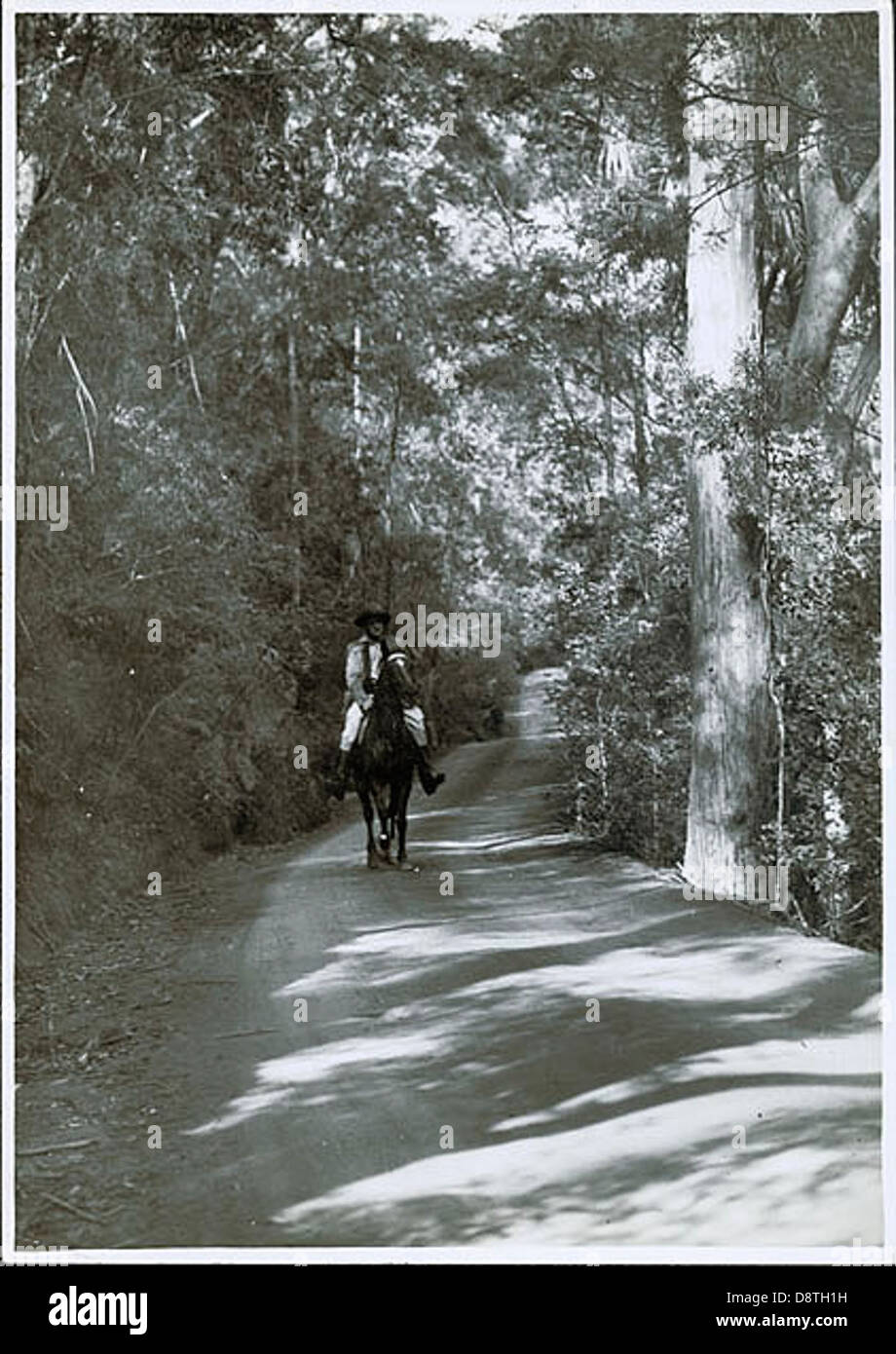 Dieses Foto zeigt einen Park Ranger zu Pferd, der entlang des Lady Carrington Drive im Royal National Park in New South Wales, Australien, reist. Der Park ist bekannt für seine natürliche Schönheit und ist ein beliebtes Ziel für Outdoor-Aktivitäten. Stockfoto