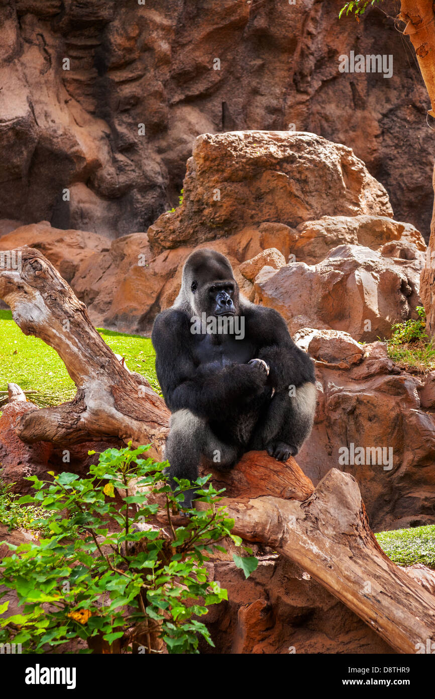 Gorilla Affe im Park auf Teneriffa Kanarische Stockfoto