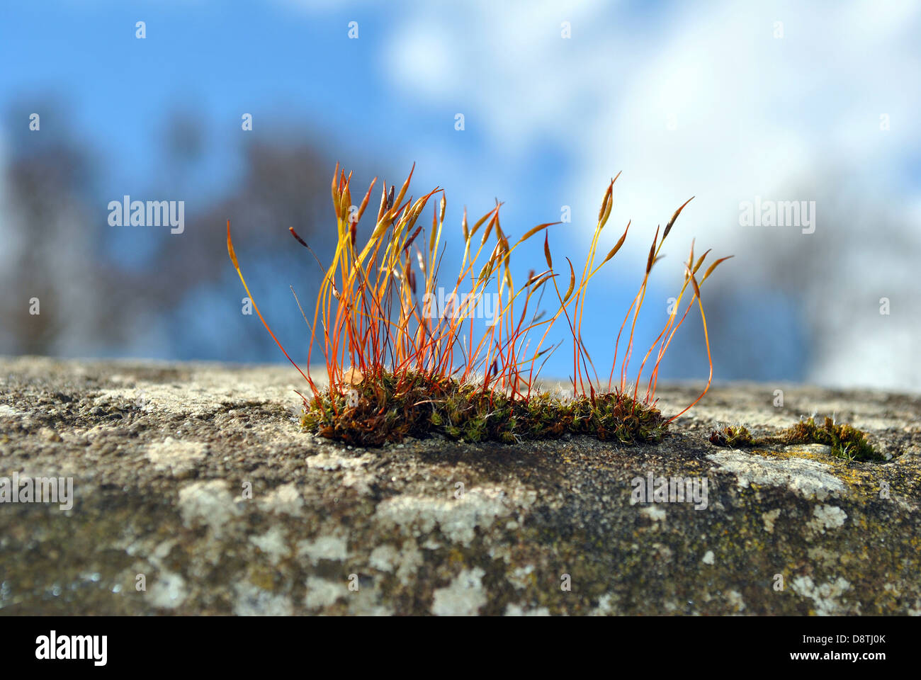Moss Stockfoto