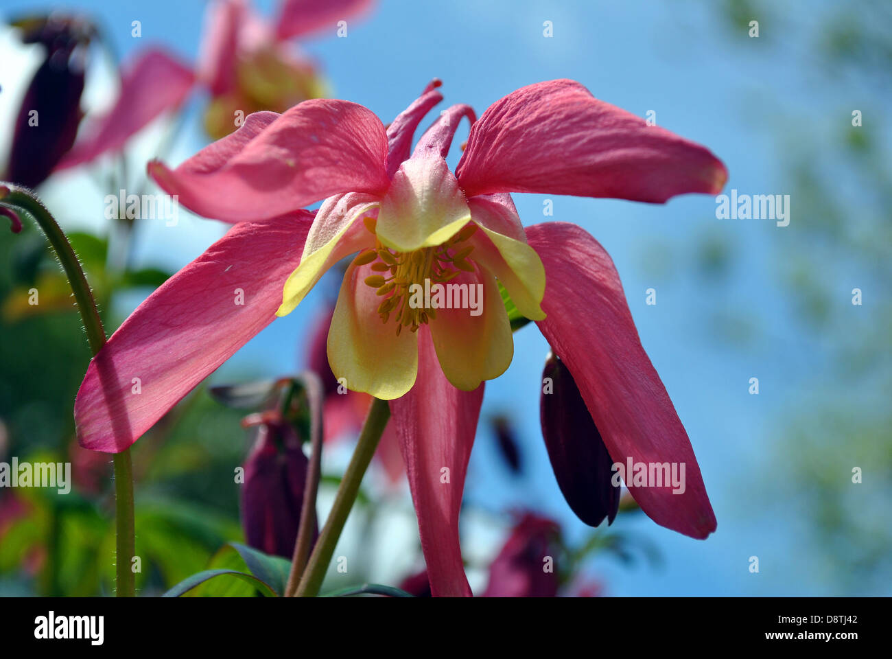 Nahaufnahme von einem Sommer blühende aquligia Stockfoto