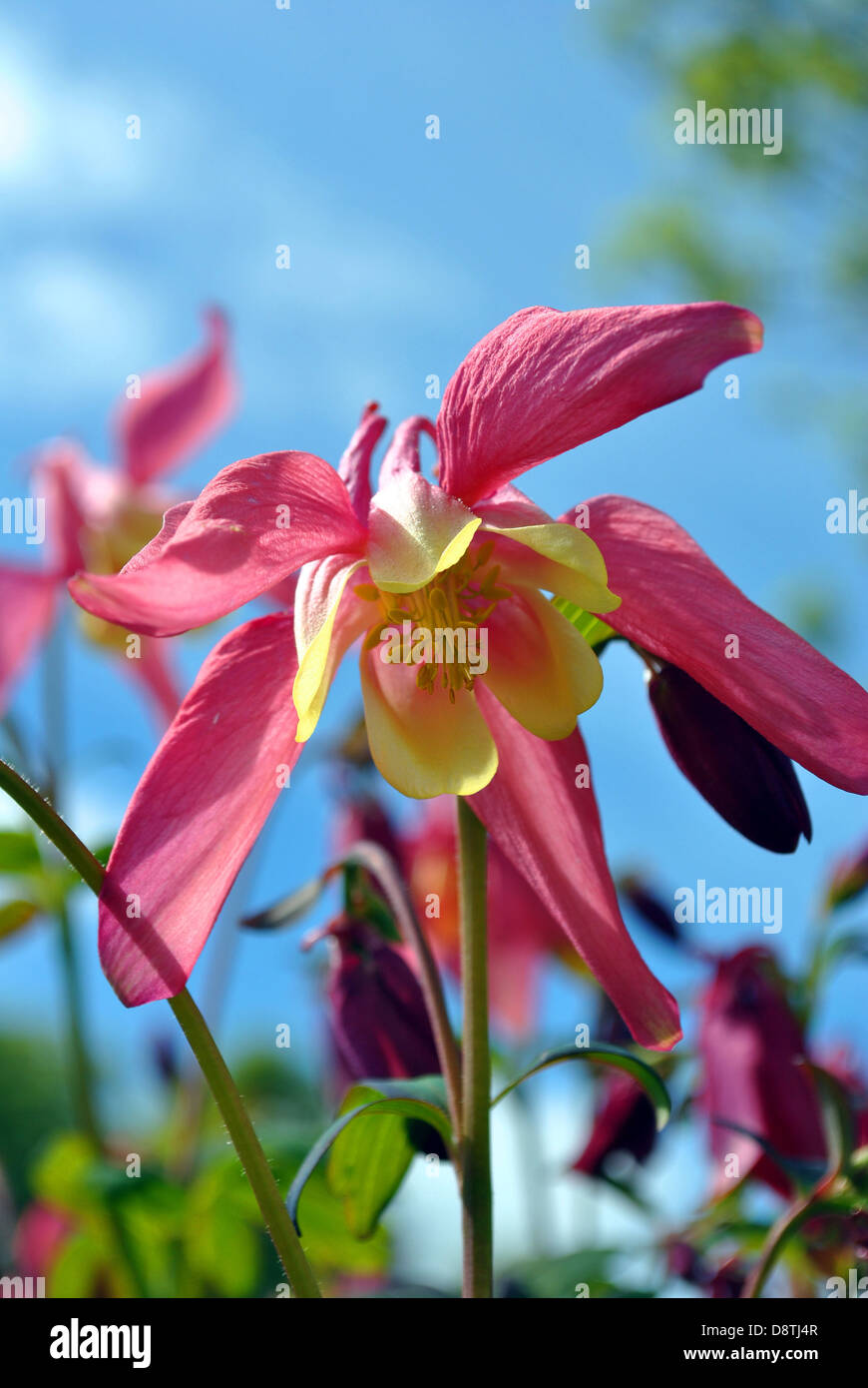 Aquligia Blume Nahaufnahme Stockfoto