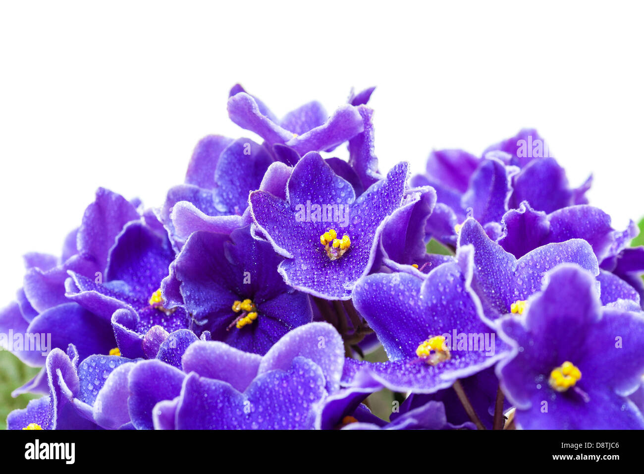 Schöne lila violett Blumen auf weißem Hintergrund Stockfoto