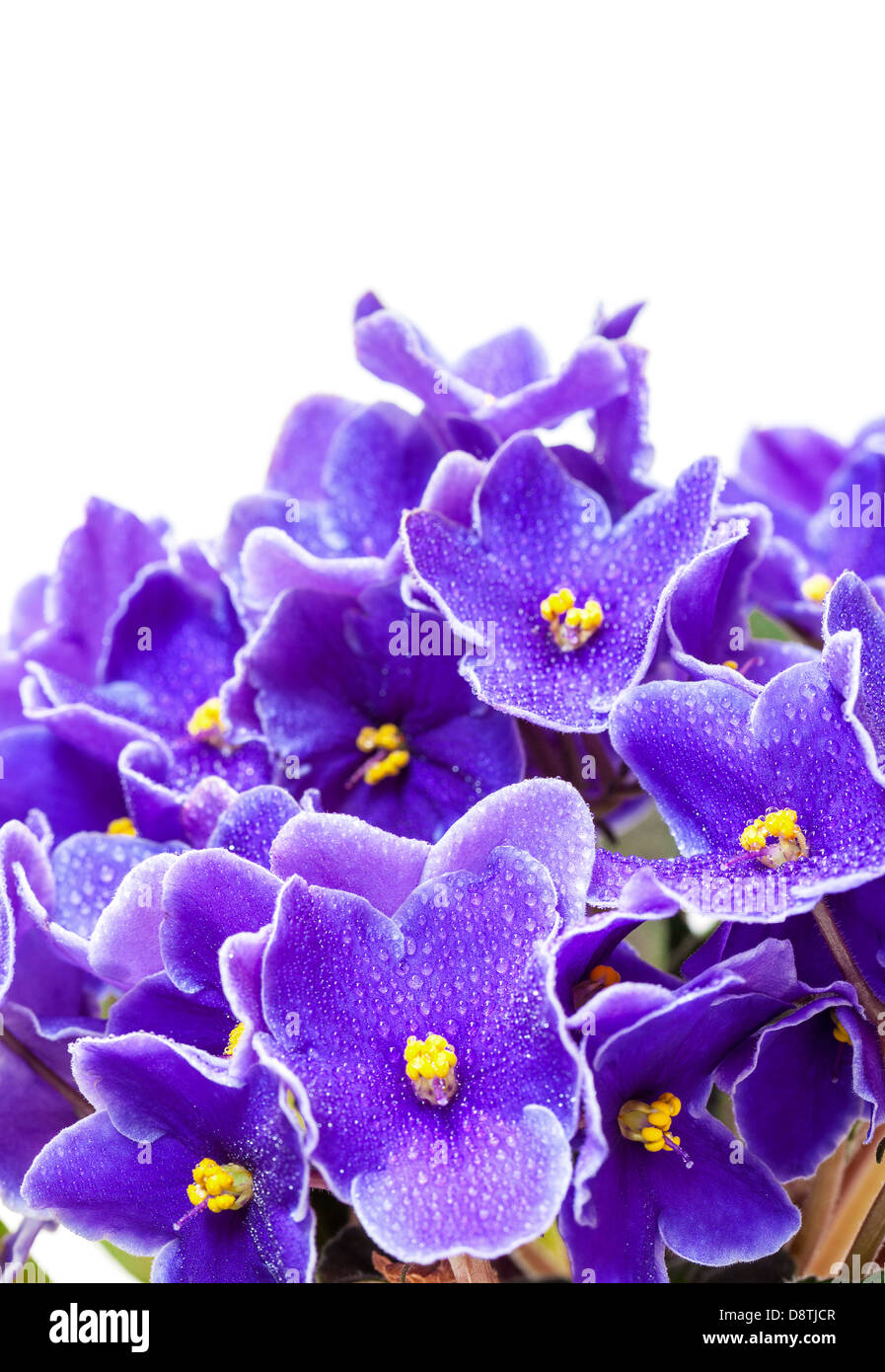 Schöne lila violett Blumen auf weißem Hintergrund Stockfoto