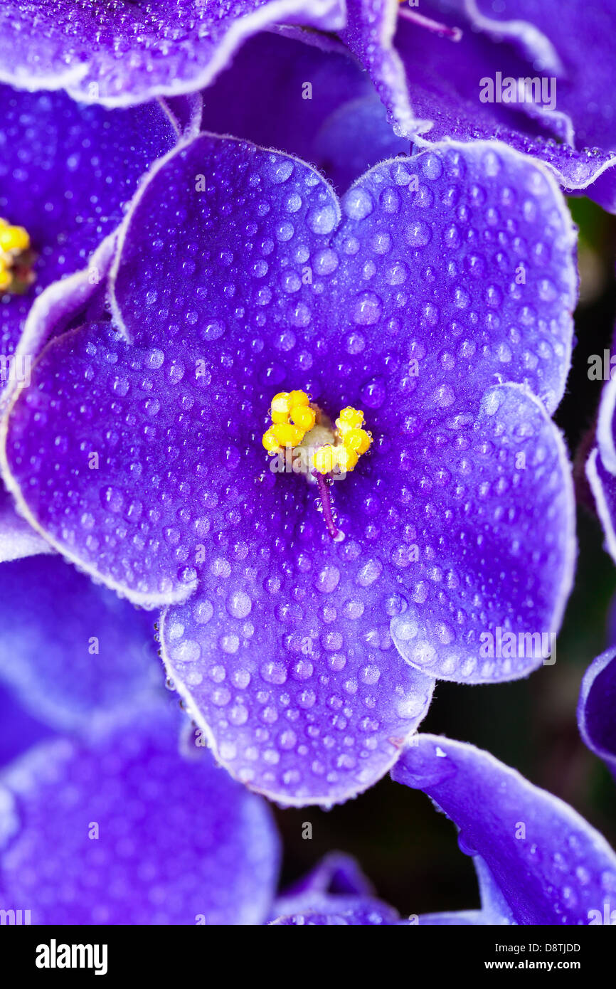 Schöne lila violett Blüten, Nahaufnahme Stockfoto