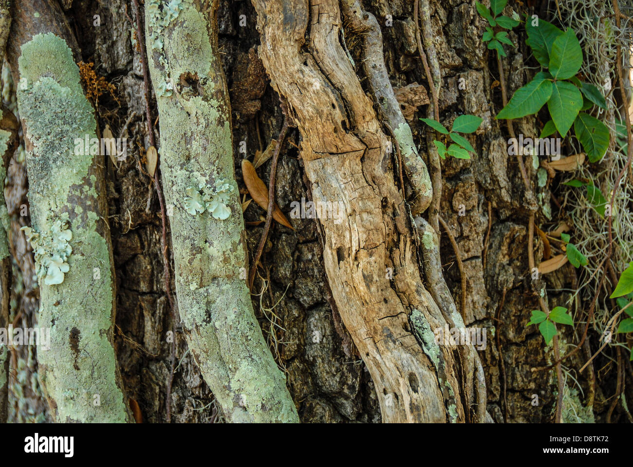 Dicke Moos bedeckt Reben Klammern sich an einen uralten Baum auf Jekyll Island entlang der Atlantikküste Georgiens am Golden Isles. USA. Stockfoto
