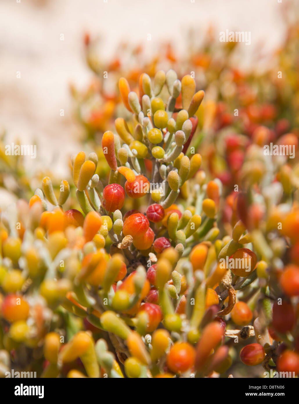 Zygophyllum fontanesii, EA-Traube", natürlichen Hintergrund mit Früchten und Blättern Stockfoto