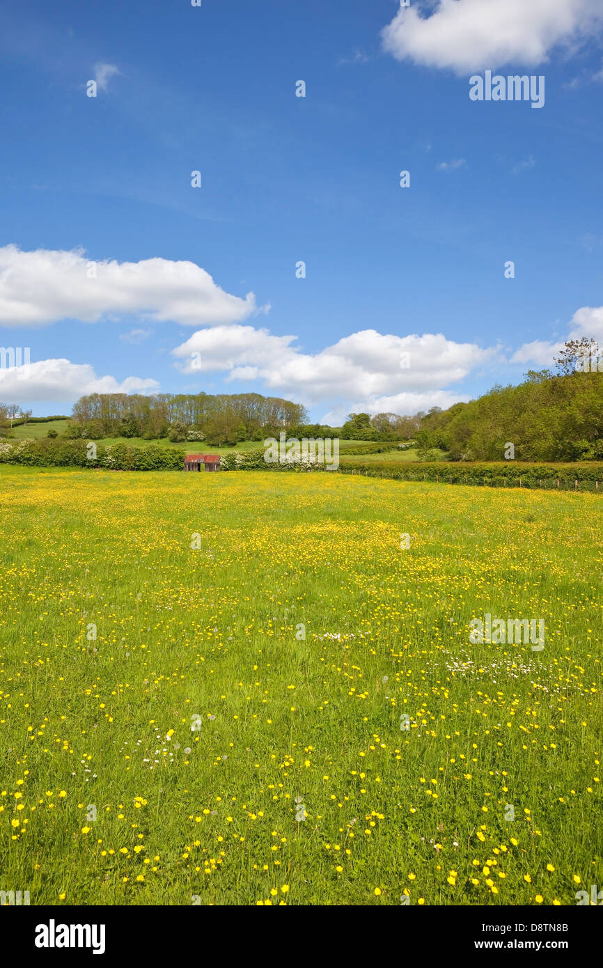 Traditionelle Wildblumenwiesen mit Bäumen und Hecken in der malerischen Yorkshire Wolds, England, unter einem blauen Sommerhimmel Stockfoto